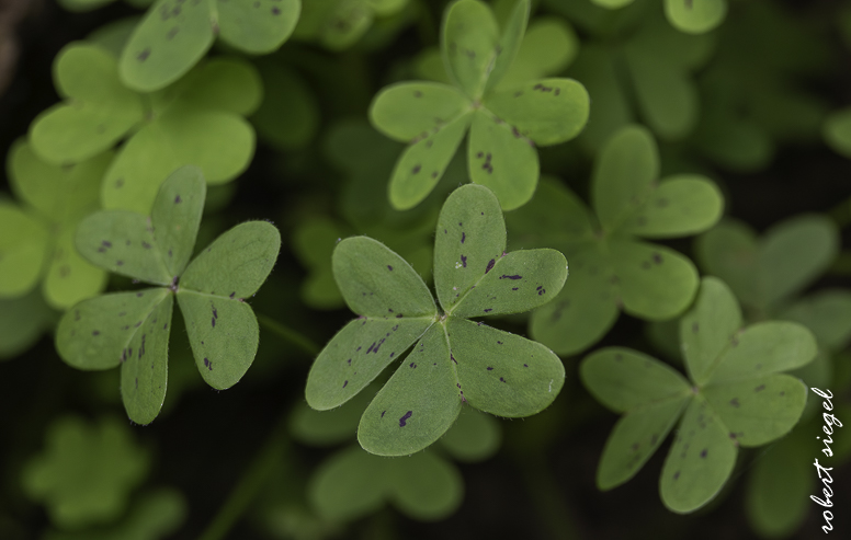 alum rock state park